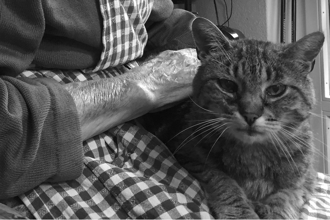 Demenz. Katze auf dem Schoss einer älteren Frau.