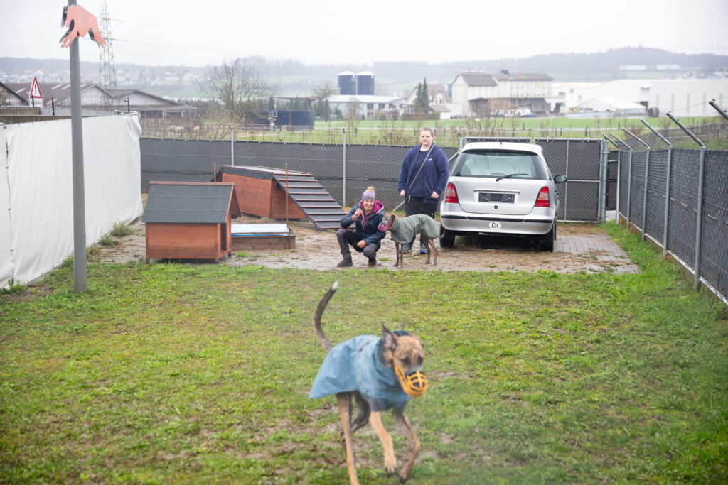 Beschäftigung Kofferraum einsteigen üben