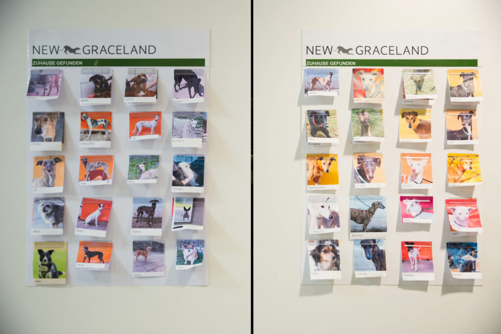 Die Hunde haben ein Zuhause gefunden