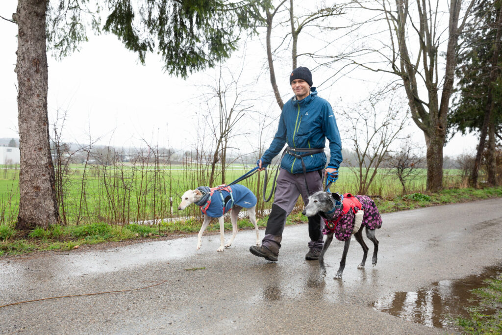 Freiwilliger Spaziergang mit Hunden